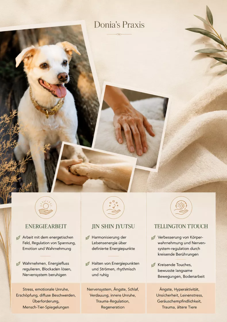 Hunde und Katzen