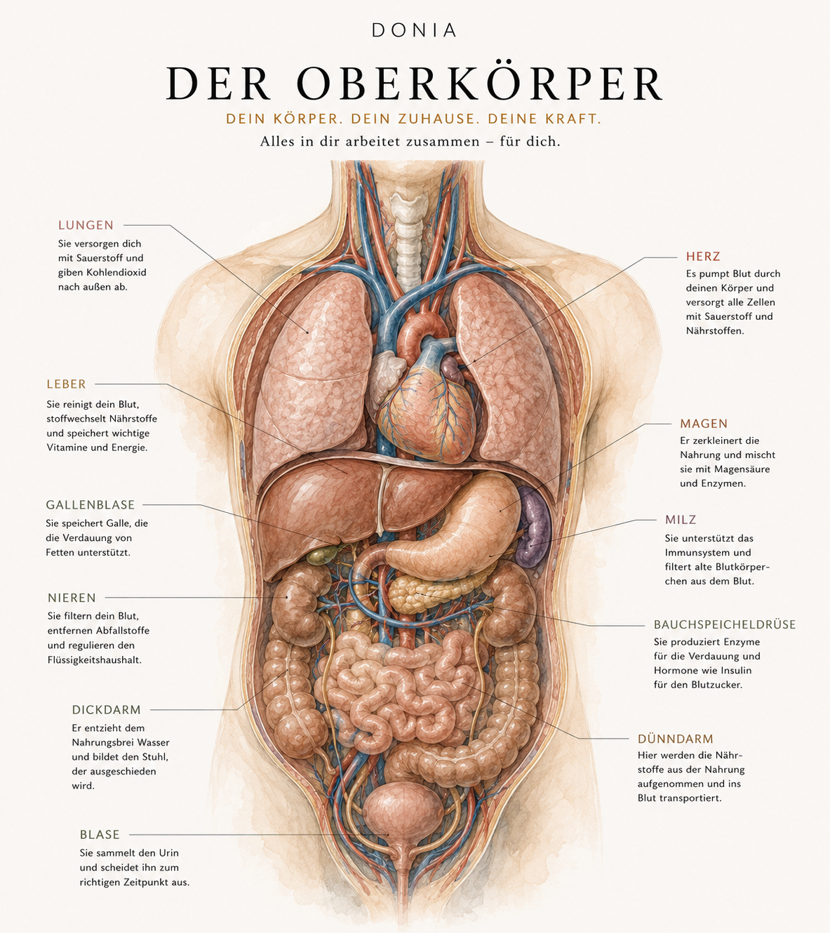Stress_und_Organe