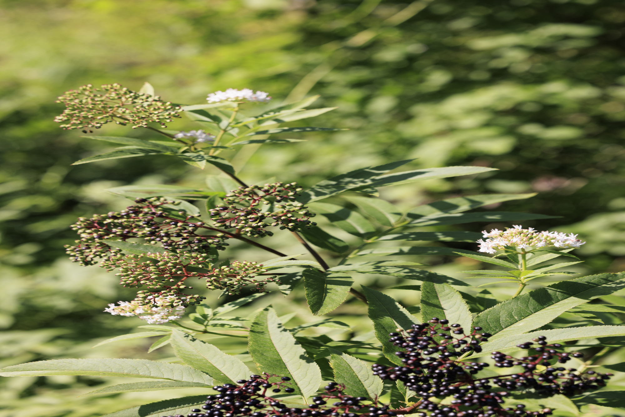 2025-08-chantal-256-marenkindlerphotography